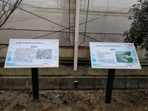高顏值、高科技、高標準 張浦鎮“三維一體”高質量推進蔬菜基地建設與技術推廣
